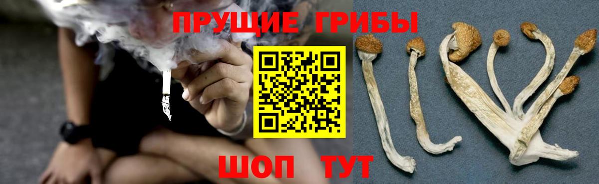 Псилоцибиновые грибы прущие грибы  Вход с VPN  Сибай 